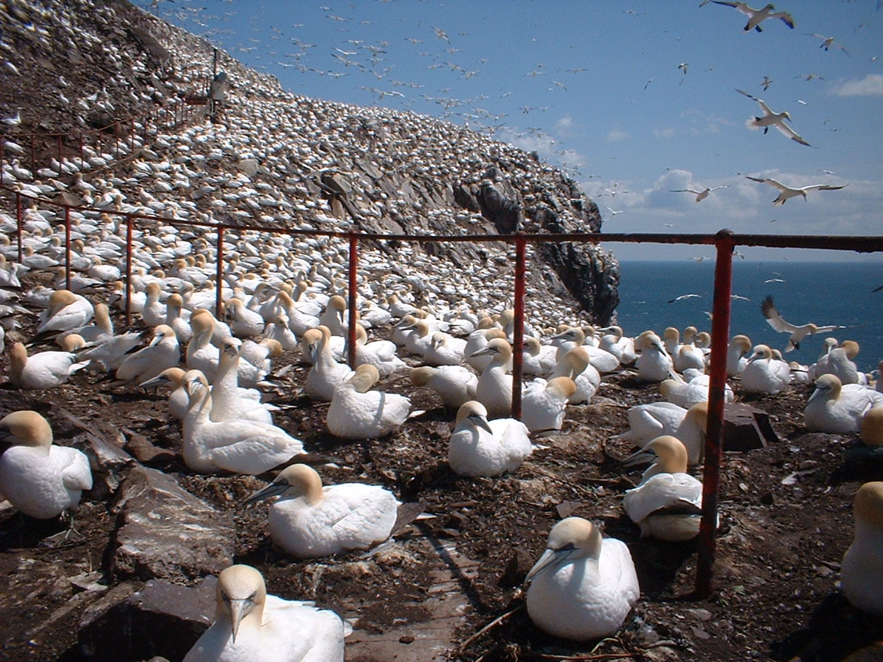 2000s-Bass Rock - with a few gannets for company